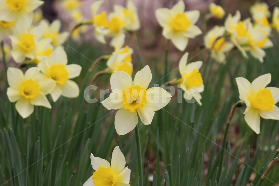 수선화,꽃,노란,봄,flower,자연,예쁜,5월,봄,계절,spring,season,식물,자연,plants,nature,꽃,flower,plant,blossom