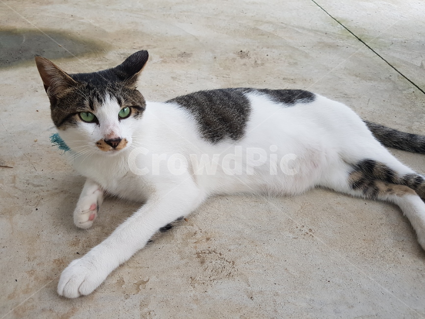 pet,동물,고양이,cat,애완동물,포유류,동물,animal,포유류,mammal,고양이,cat,kitten,kitty
