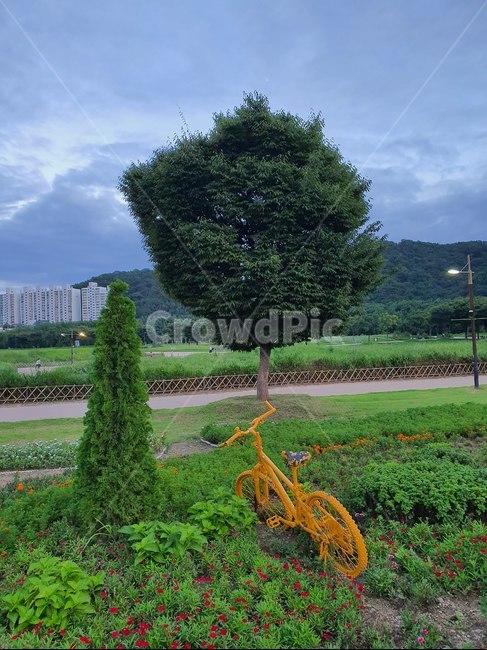 나무,식물,tree,plant,전나무,자연,풍경,nature,landscape,fir