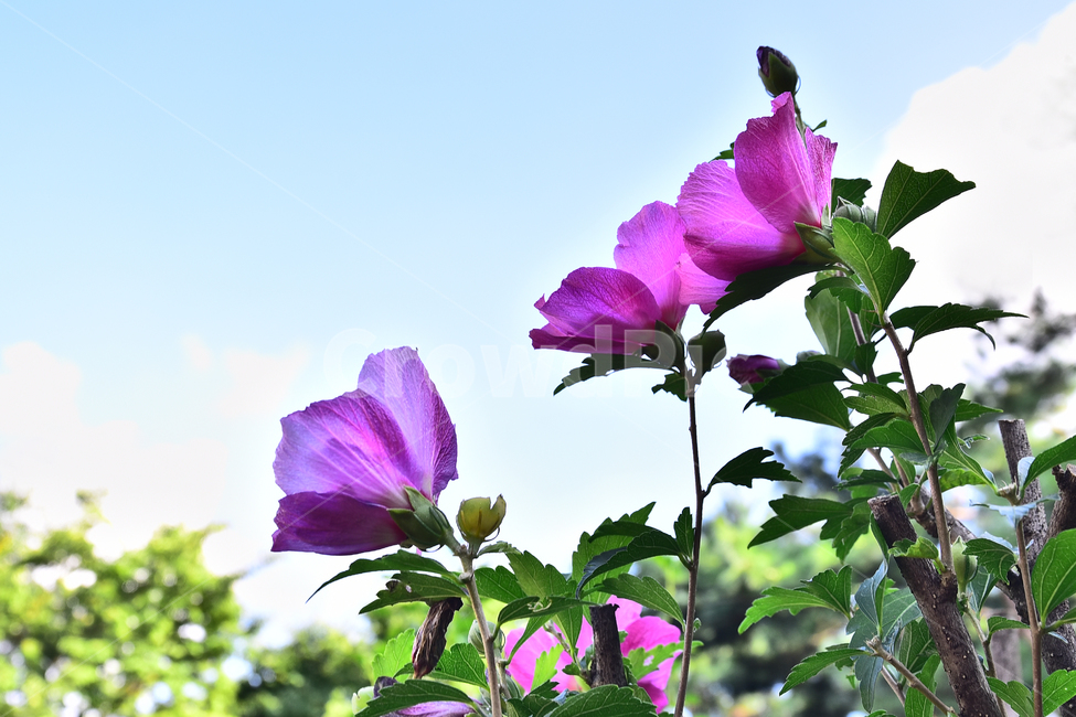 무궁화꽃,나라꽃,국화,자주색꽃,여름꽃,나무꽃,blossom,꽃,plant,식물,flower