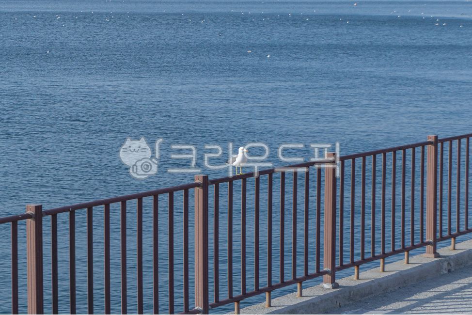 바다,갈매기,인천,오이도,자연,난간,새,동물,seagull,sea,bird,animal,nature,ocean