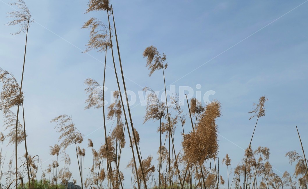 자연,샛강,봄,나무,풀,꽃,초록,숲,식물,자연,plants,nature