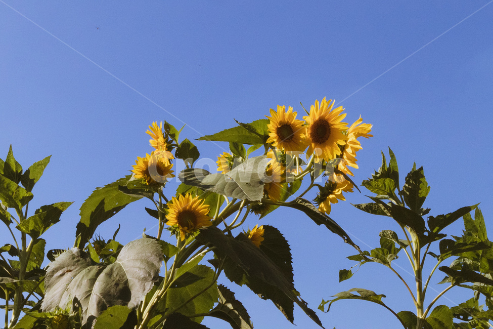 outdoors,옥외,nature,자연,flower,꽃,blossom,상동호수공원,plant,식물,해바라기
