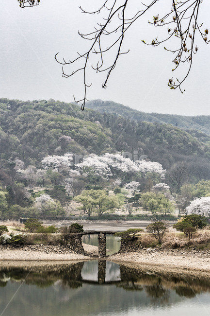 용인호암미술관,감호,호수,벚꽃,봄,풍경,반영