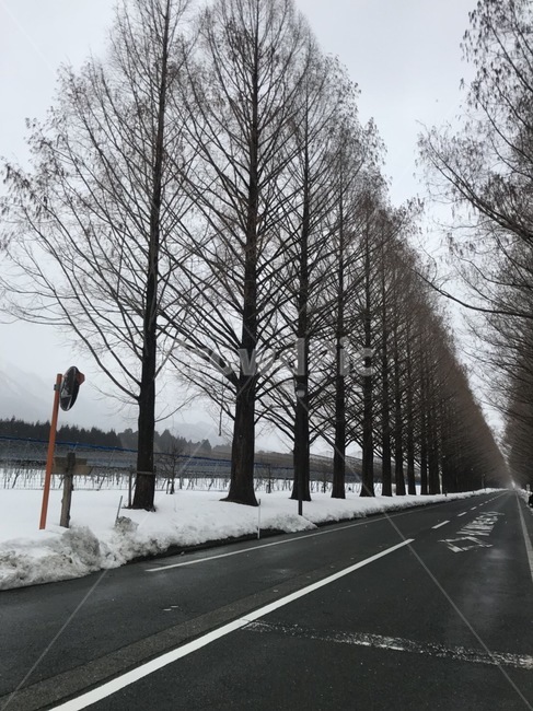식물,plant,나무,tree,아스팔트,asphalt,도로,road,가로수길
