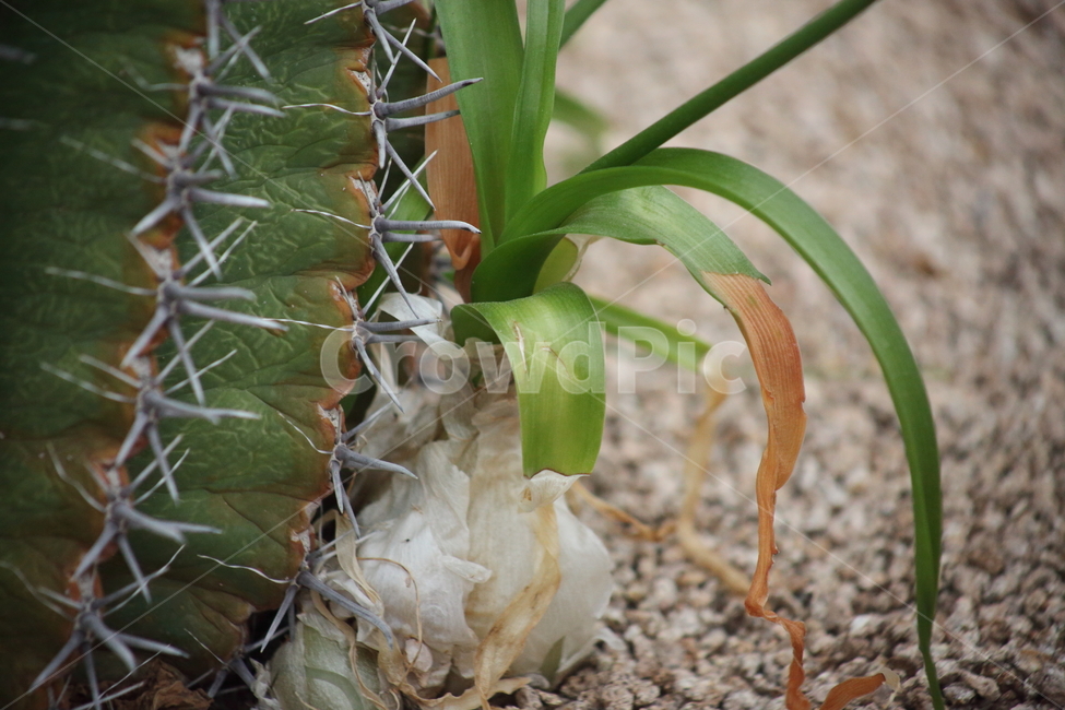 선인장,긴꼬리문주란,가시,ornithogalum,cactus