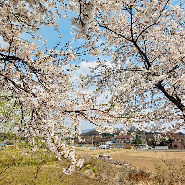 꽃,양평,봄꽃,봄,봄날,꽃축제,flower,spring,cherryblossom,차분한,따뜻한,안정감,배경,beautiful,warm,season,계절,따스한