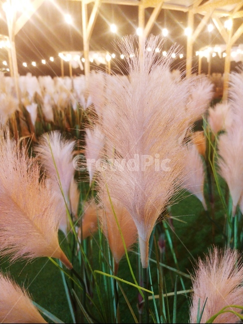 plant,grass,잔디,억세,뮬리,갈대,조명,빛,식물,자연,plants,nature