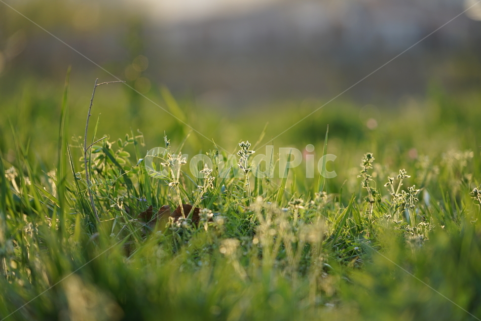 봄,자연,녹색,싱그러움,벚꽃,감성,개나리,식물,자연,plants,nature