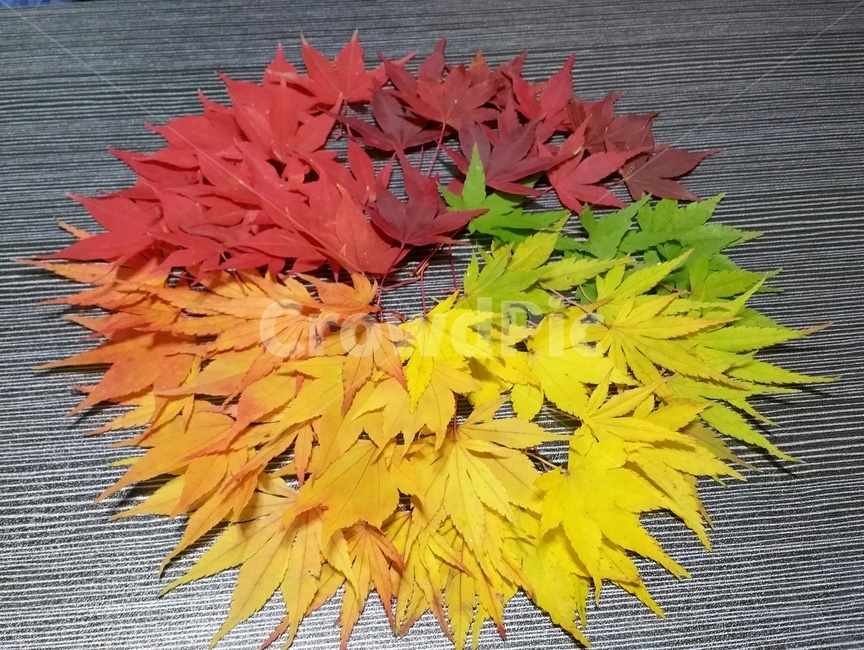 낙엽,아트,단풍,예술,가을,감성,leaf,가을,계절,fall,autumn,season,plant,식물,잎