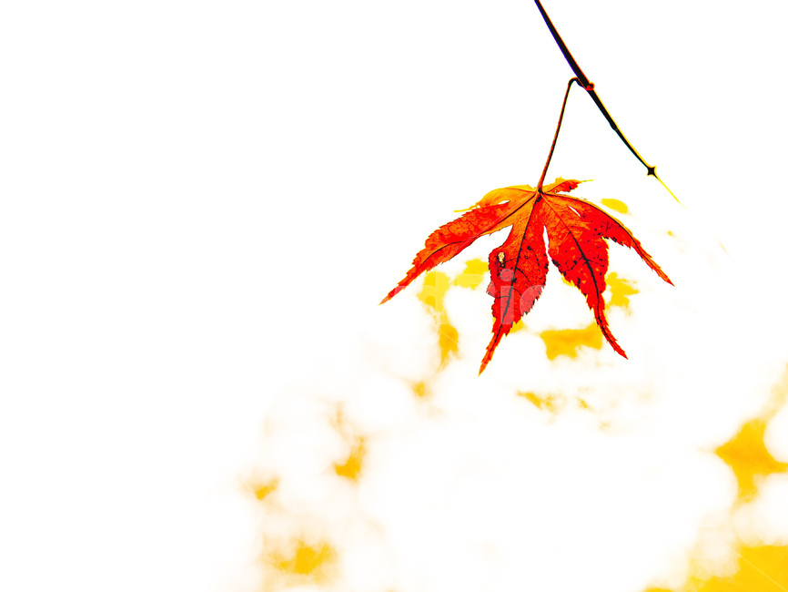 가을,나무,단풍,나뭇잎,자연,가을,계절,fall,autumn,season,leaf,잎,plant,식물,tree