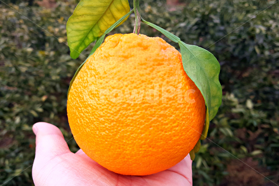 한라봉,제주한라봉,감귤류과일,citrusfruit,fruit,과일,orange,주황색,food,plant,식물