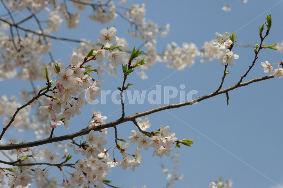 봄,자연,꽃,벚꽃,cherryblossoms