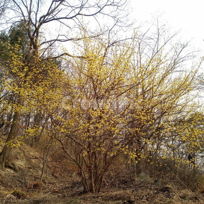 산수유,산수유꽃,산수유나무,꽃,노란꽃,노랑,봄,봄나무,봄꽃,산,ground,바닥,plant,식물,tree,나무,자연,nature