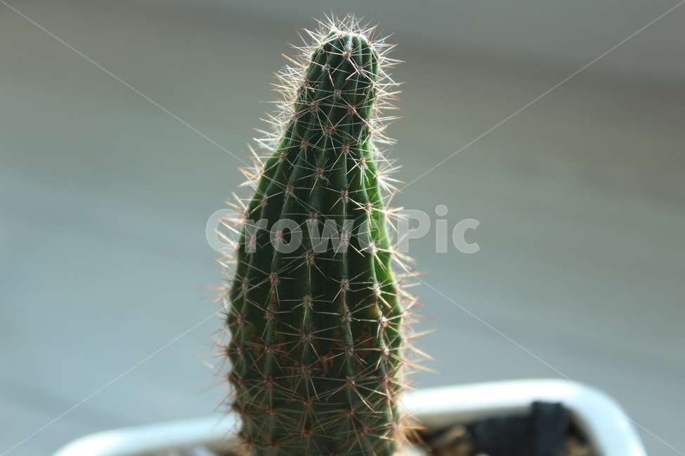 선인장,cactus,식물,plant,green