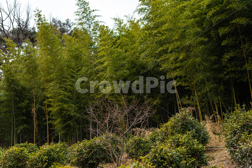 plant,식물,tree,나무,대나무,숲,forest,bamboo,자연,풍경,nature,landscape