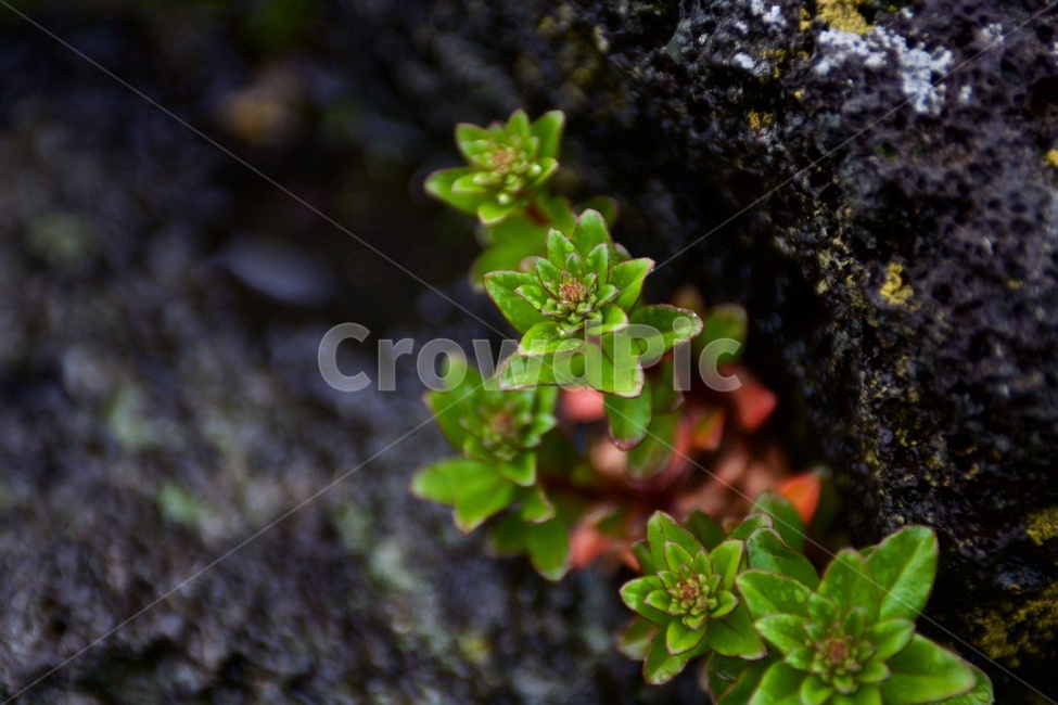 화산석,들꽃,초록색,현무암,돌틈의꽃,green,식물,자연,plants,nature