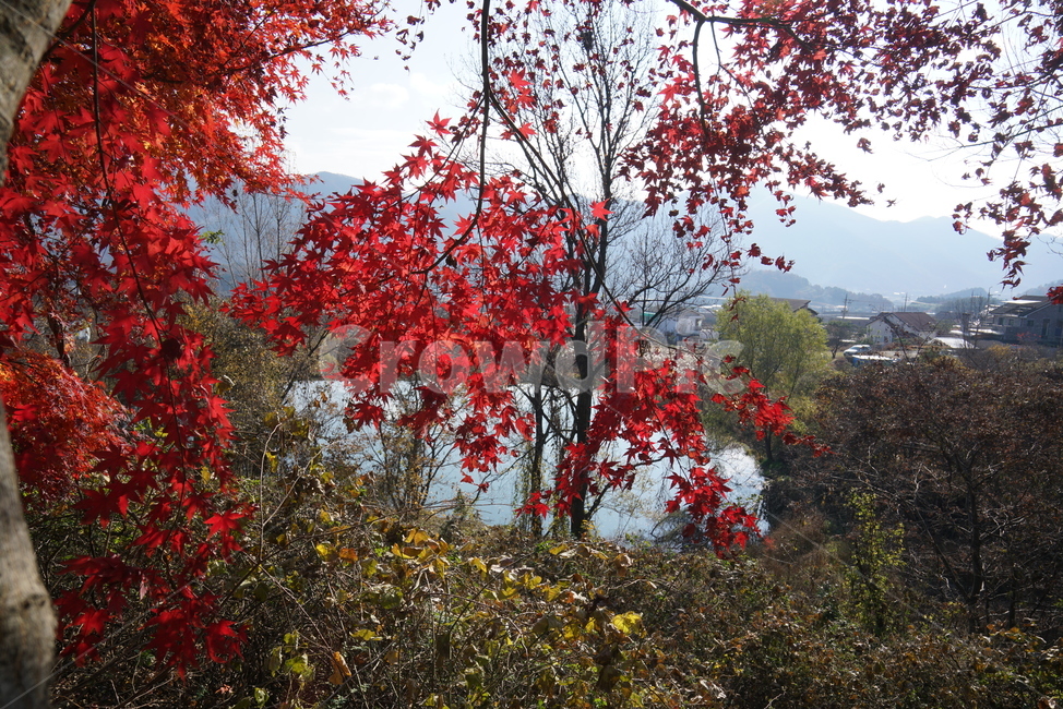 가을단풍,단풍잎,단풍나무,leaf,잎,plant,식물,tree,나무,maple,단풍,가을,계절,fall,autumn,season,식물,자연,plants,nature,나무,trees,wood