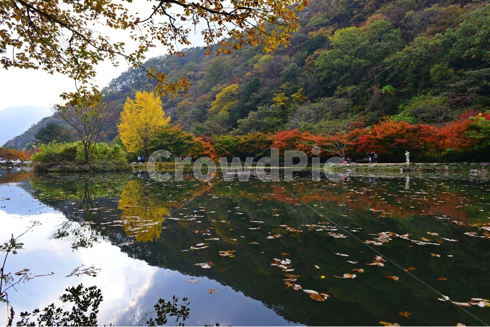 장성,백양사,백암산,추색,백양사가을,가을,계절,추경,단풍,연못,반영,단풍잎,만추,plant,식물,tree,나무,nature,자연,water,물,outdoors,옥외,은행나무,가을,계절,fall,autumn,season