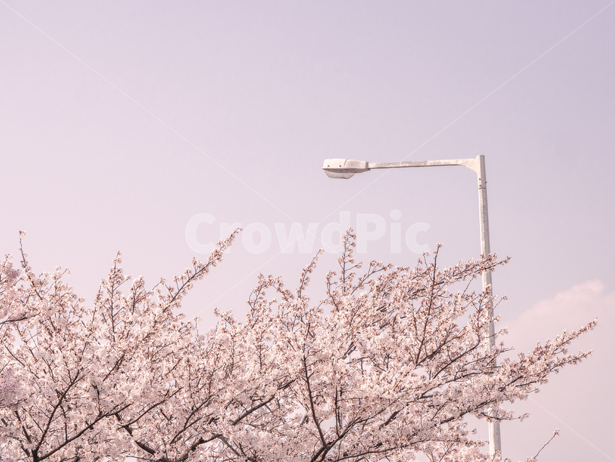 봄,벚꽃,꽃,하늘,하얀,분홍,나무,봄,계절,spring,season,plant,식물,blossom,flower