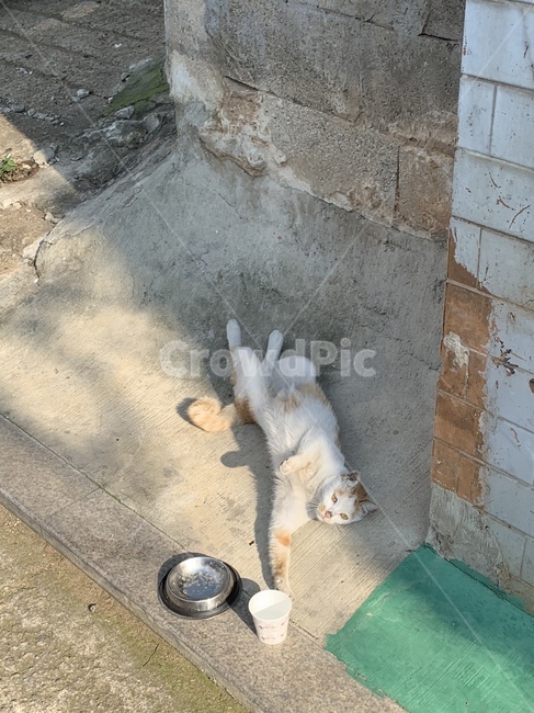 고양이,야옹이,길냥이,cat,동물,animal,밥그릇