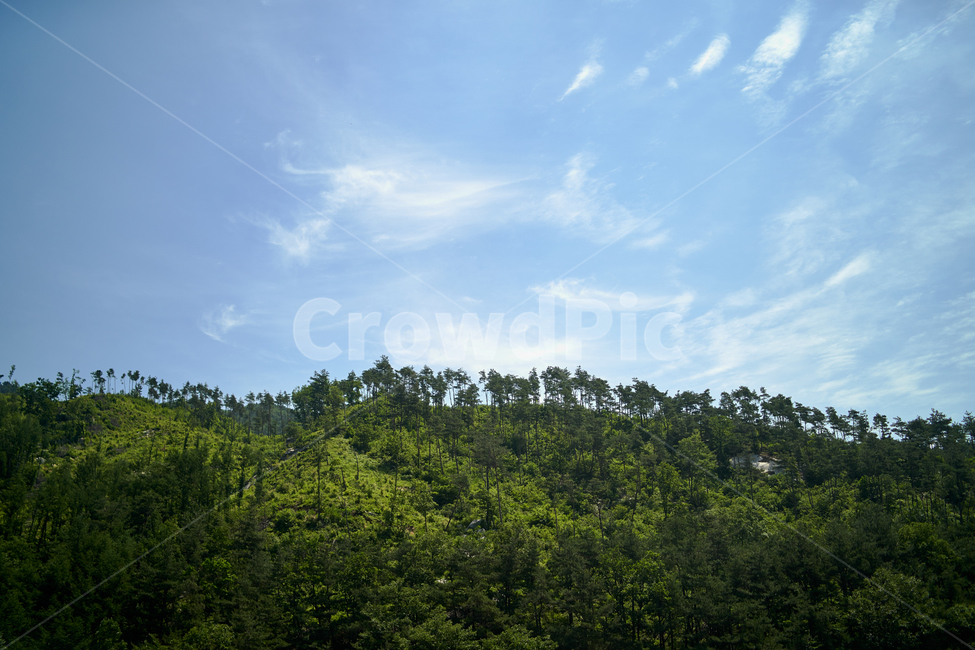 빛,나무,그림자,하늘,tree,shadow,cloud,sky,자연,자연,풍경,nature,landscape,outdoors,옥외