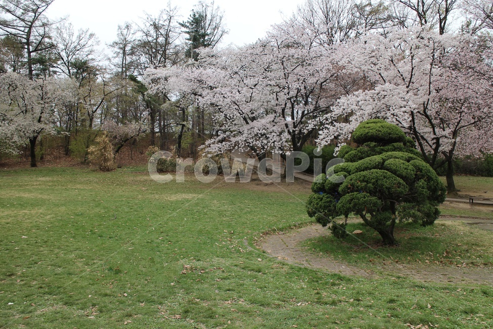 벚꽃,어린이대공원,피크닉,야외,꽃놀이,나들이,잔디밭,봄,계절,spring,season,자연,풍경,nature,landscape,plant,식물