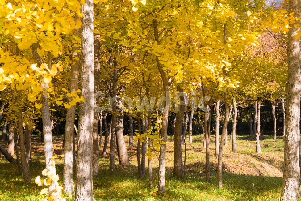 가을,단풍,풍경,산책,등산,산,가을산,은행나무,가을,계절,fall,autumn,season,자연,풍경,nature,landscape,식물,plants,나무,trees,wood,plant,tree,tree trunk,나무 줄기