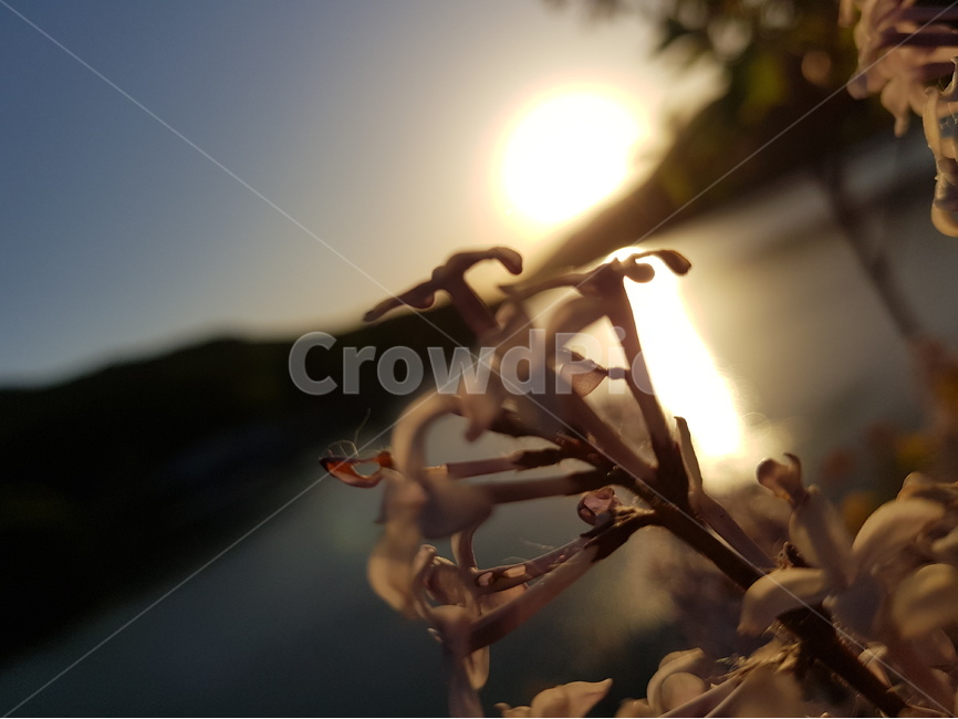 느낌,노을,저녁,해질녘,꽃,흰,하얀,하양,가을,봄,식물,자연,plants,nature,꽃,flower