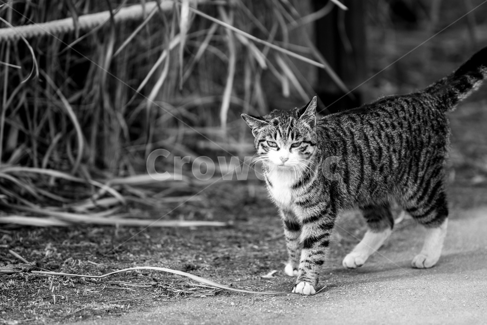 흑백,고양이,냥이,응시,지켜보다,동물,animal,포유류,mammal,고양이,cat,kitten,kitty,흑백,모노톤,monochrome,black and white