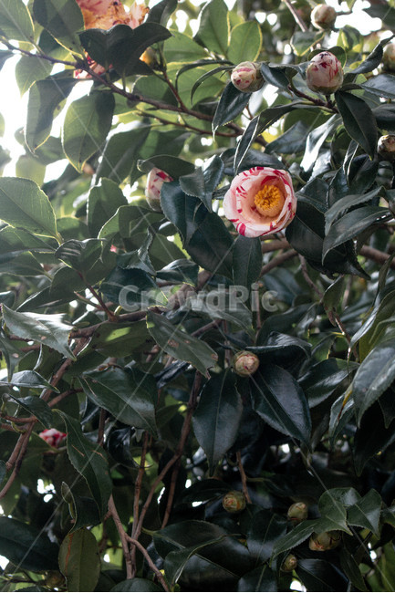 동백,동백나무,줄무늬,분홍색,꽃,식물,식물,자연,plants,nature,꽃,flower