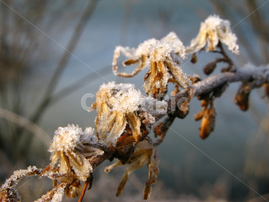 겨울,서리,추위,논,들판,겨울,계절,winter,season,식물,자연,plants,nature