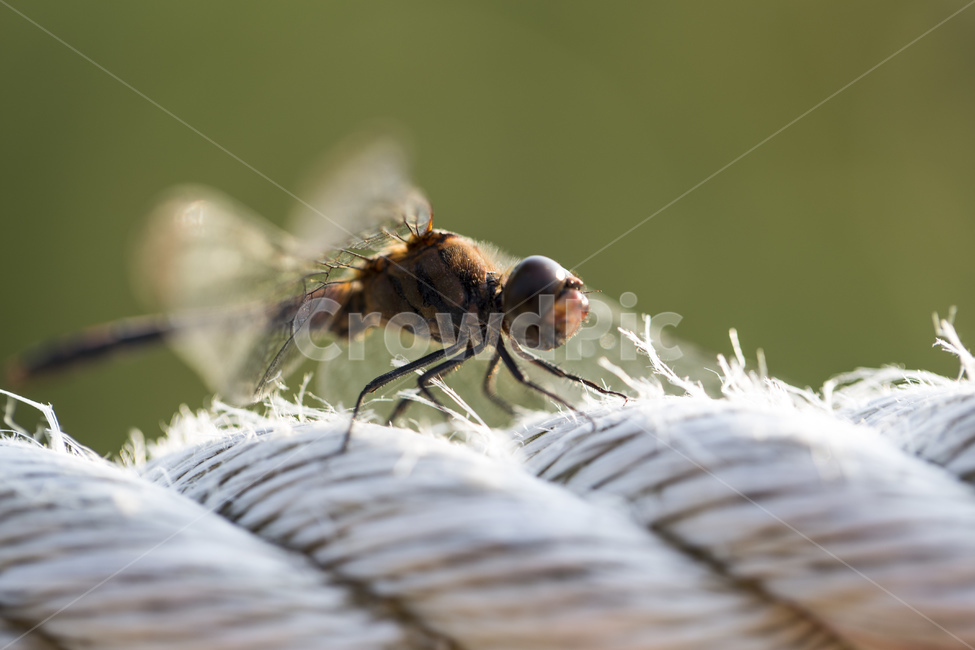 잠자리,곤충,절지동물,날개,밧줄,줄,가을,자연,접사,동물,animal,곤충,벌레,insect,bug