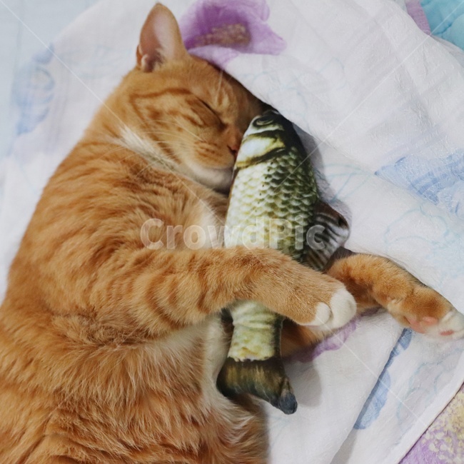 고양이,고양이장난감,코리안숏헤어,고양이용품,생선장난감,치즈코숏,코숏,cat,koreacat,야옹이,pet