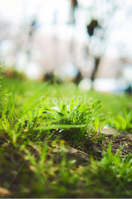 봄정취,봄내음,초록색,풀떼기,녹음,식물,자연,plants,nature
