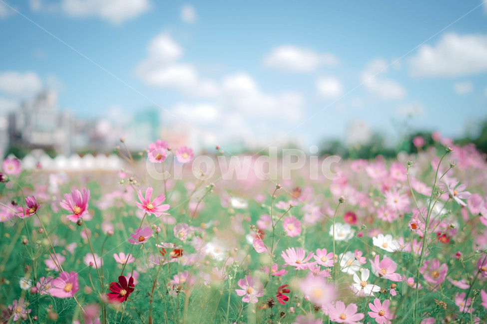 코스모스,꽃,가을,autumn,commoncosmos,コスモス,gardencosmos,flower,cloud,가을배경,가을이미지,꽃배경,식물,꽃밭,하늘,sky,가을하늘,가을,계절,fall,autumn,season,식물,자연,plants,nature,꽃,flower,감성,sensible,feeling,outdoors,옥외,grassland,목초지,field,들