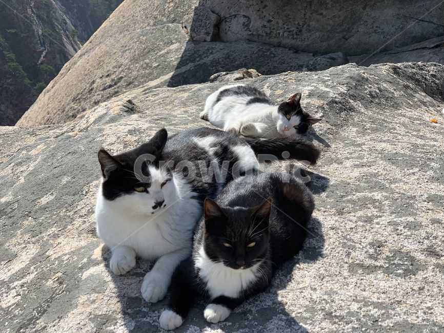 포유류,cat,고양이,동물,animal,pet,동물,animal,포유류,mammal,고양이,cat,kitten,kitty