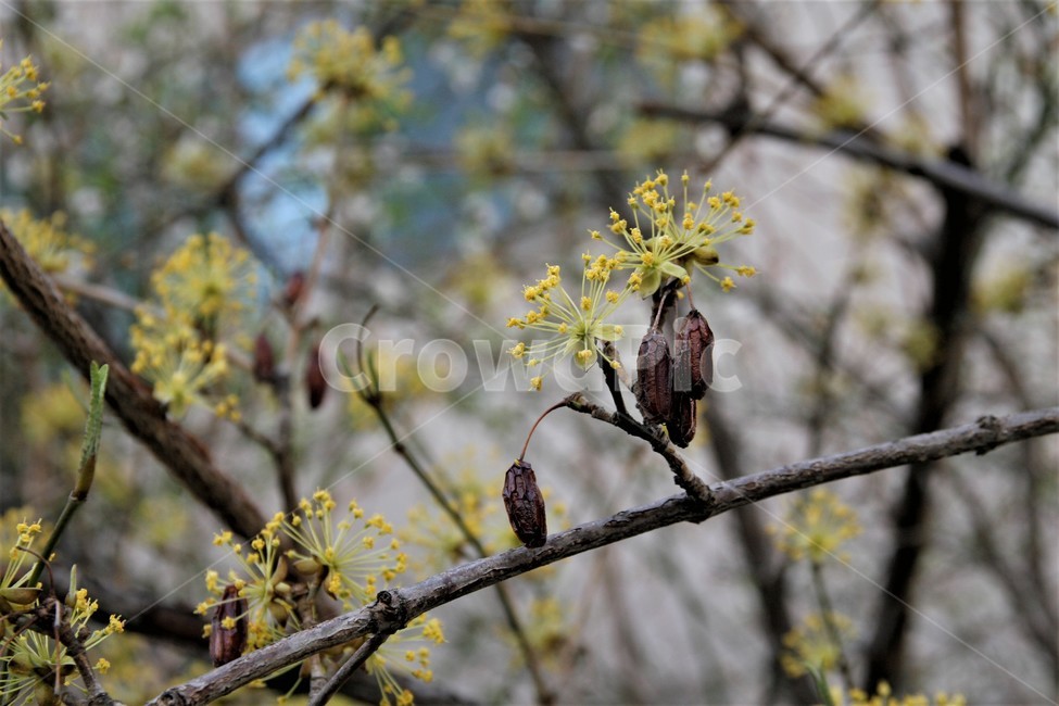 봄,산수유,구례,산수유나무,노란,봄,계절,spring,season,식물,자연,plants,nature,꽃,flower,plant