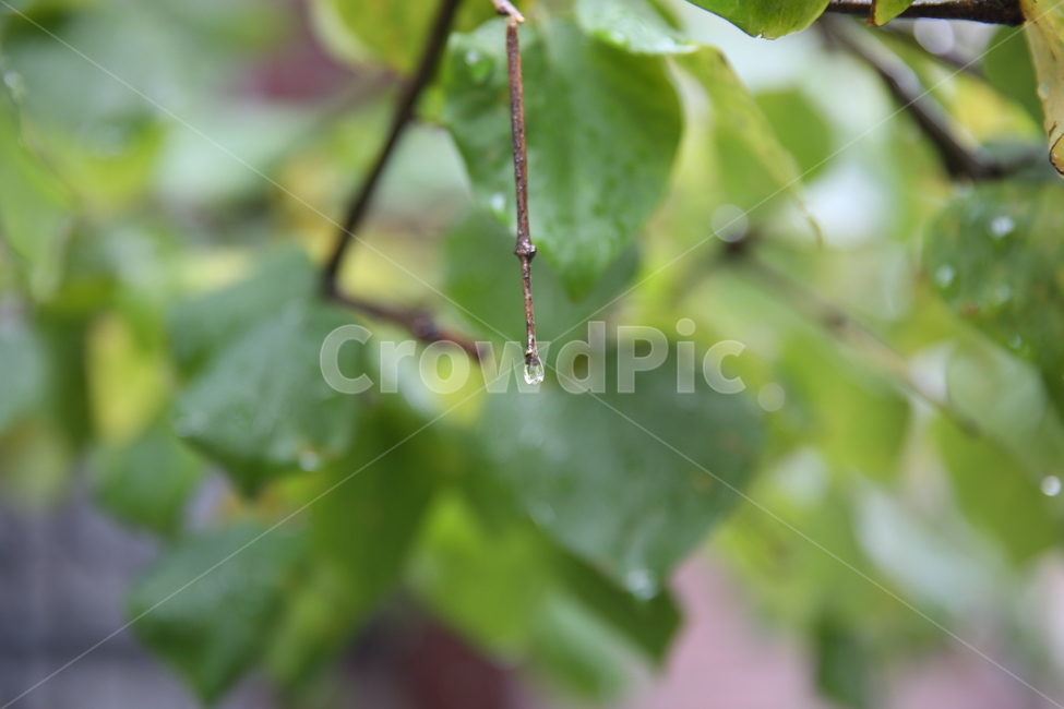 나뭇잎,물방울,비온뒤,이슬,근접촬영,식물,자연,plants,nature,비,비오는날,rain,rainy