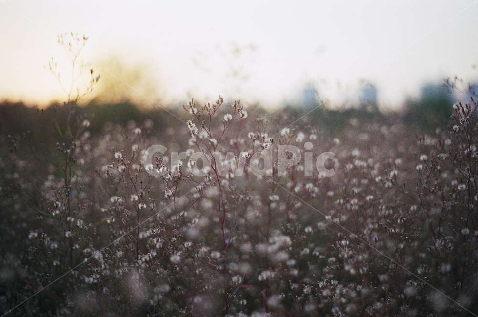 flower,꽃,가을,fall,감성사진,빈티지,vintage,안개꽃
