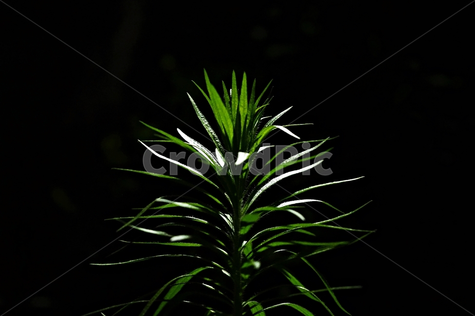 자연,풀,야간,식물,dark,night,plant,식물,자연,plants,nature