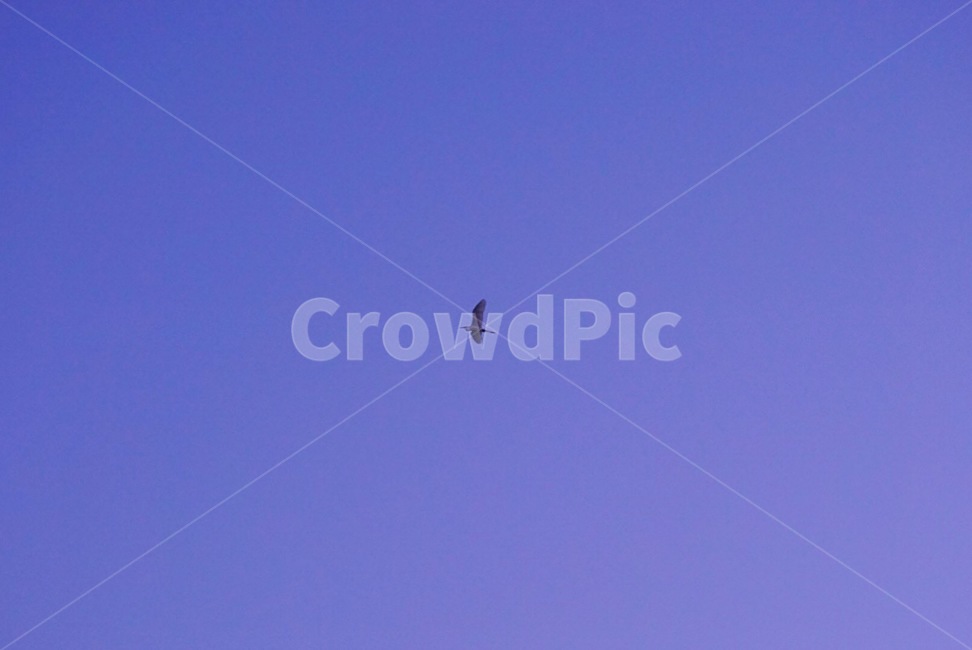 하늘,sky,새,bird,보라색,자연,nature,동물,날아가는새