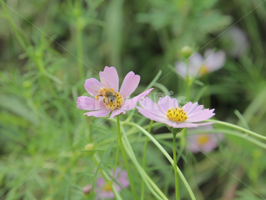 코스모스,꿀벌,꽃,plant,가을,bee,식물,자연,plants,nature,꽃,flower,곤충,벌레,insect,bug
