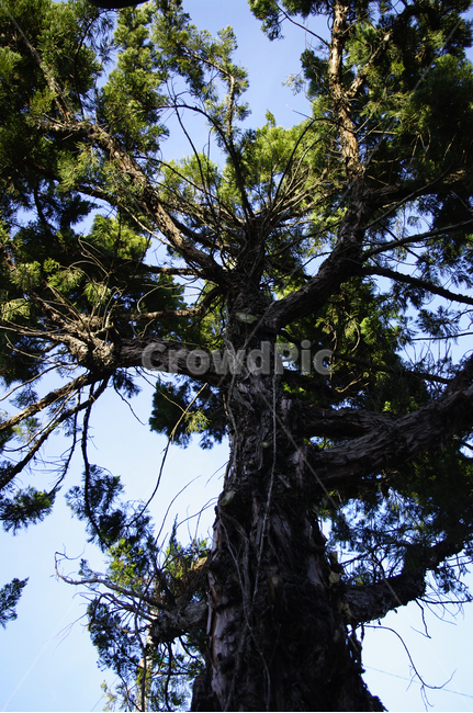 나무,나뭇가지,하늘,식물,초록잎,식물,자연,plants,nature,나무,trees,wood
