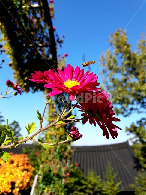 꽃,flower,bee,벌,식물,plant,식물,자연,plants,nature,꽃,flower,곤충,벌레,insect,bug