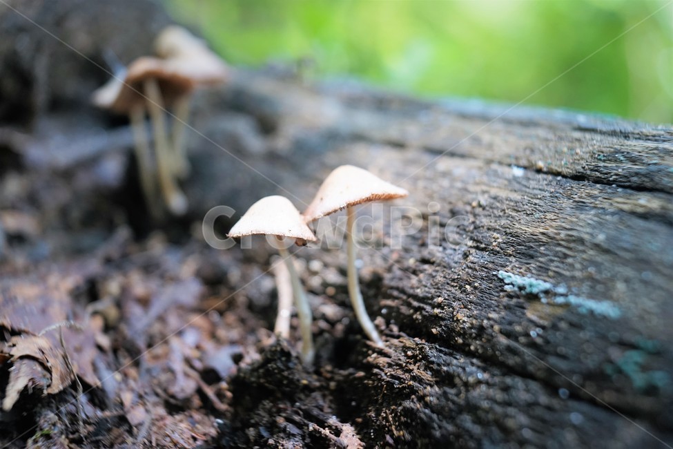 버섯,mashroom,nature,umbrella,우산,자연,버섯,mushroom