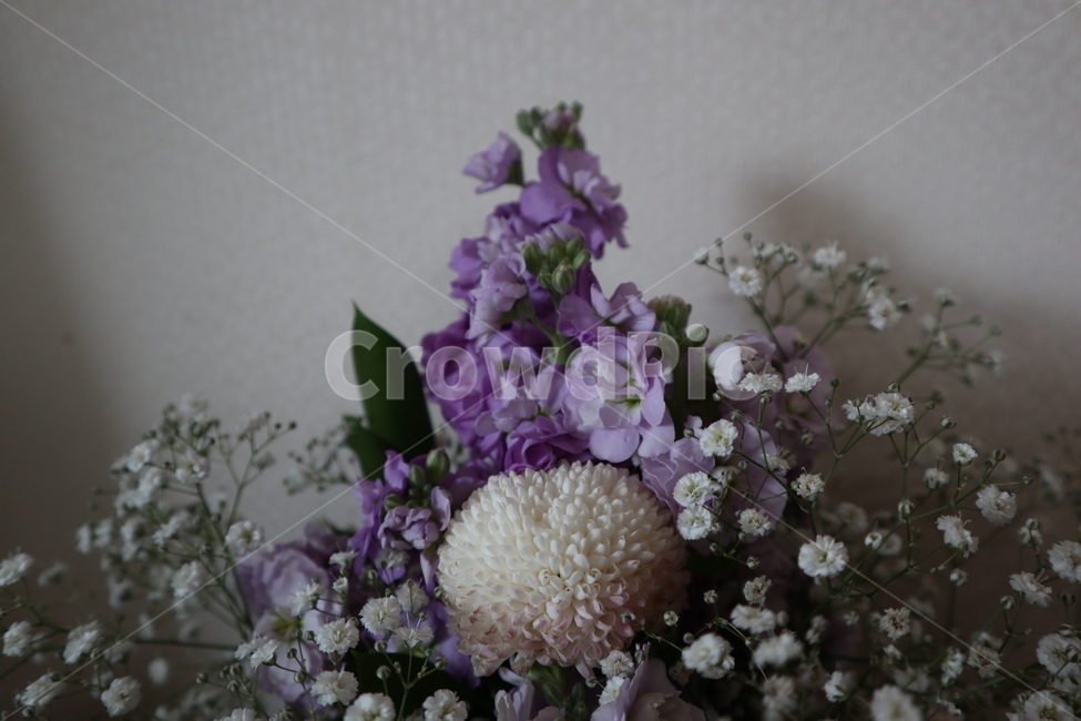 안개꽃,꽃,flower,식물,보라꽃,식물,자연,plants,nature,꽃,flower