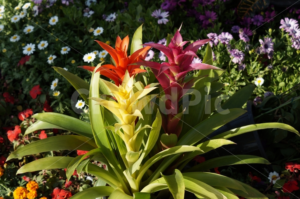 봄꽃,봄꽃축제,야생화,태화강,꽃사진,식물,자연,plants,nature,꽃,flower