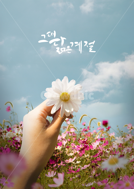 코스모스,하늘,구름,핸드모션,손,캘리,캘리그라피,손글씨,붓글씨,가을,감성,가을,계절,fall,autumn,season,캘리그라피,손글씨,calligraphy,plant,식물,daisies,데이지,blossom,꽃,flower,daisy