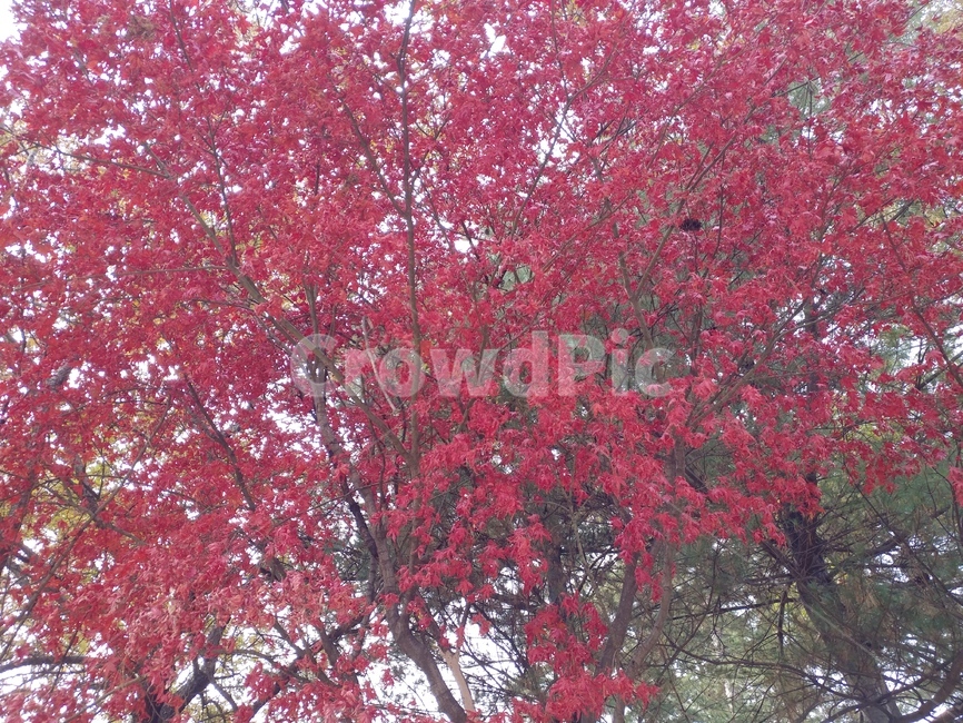 단풍,단풍나무,단풍잎,나무,공원